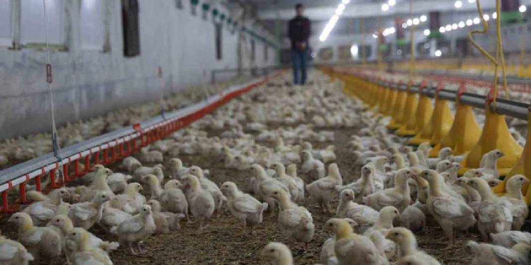 Devlet desteğiyle ikinci çiftliğini açtı: Yılda 360 ton beyaz et sağlıyor 1